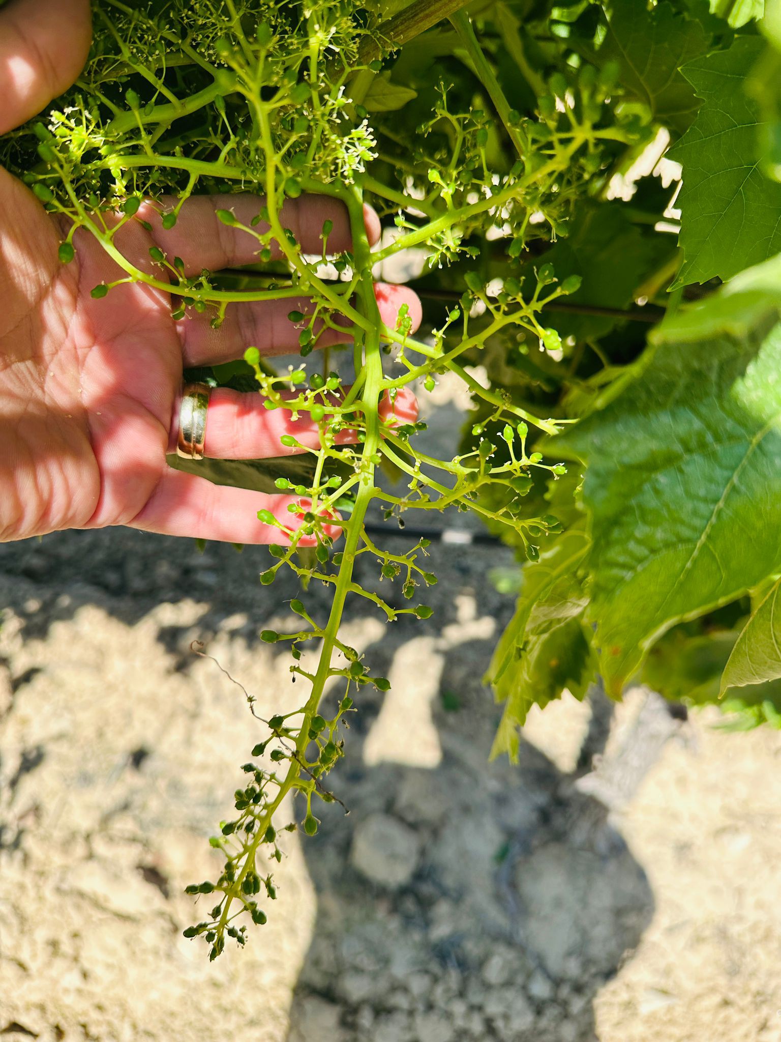 498548707 1120042396807314 6441342396646813930 N