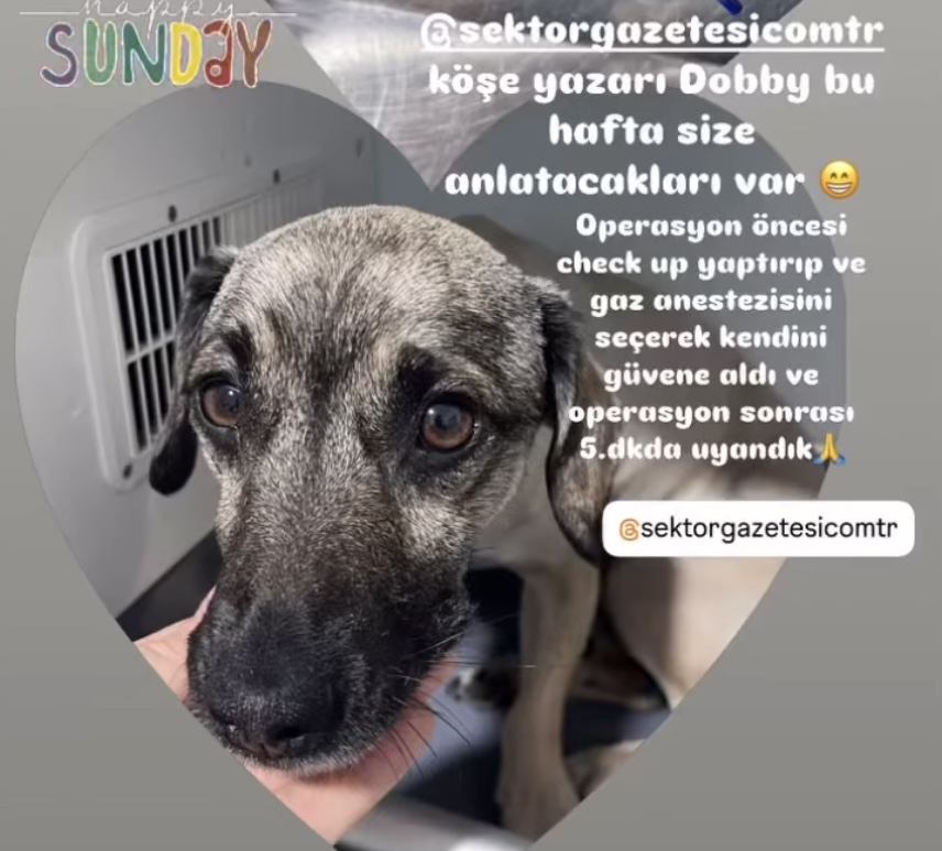 Kisirlastirma Sektor Gazetesi