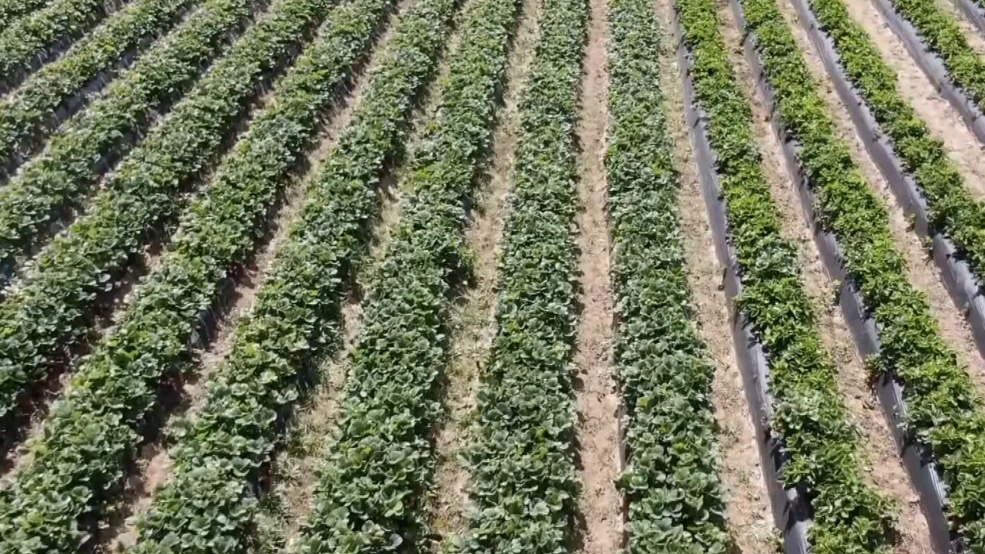 Kokusuyla Mest Ediyor Hasat Basladi Bahcede Kilosu 80 Tezgahta 120 Lira 17467767555630 1