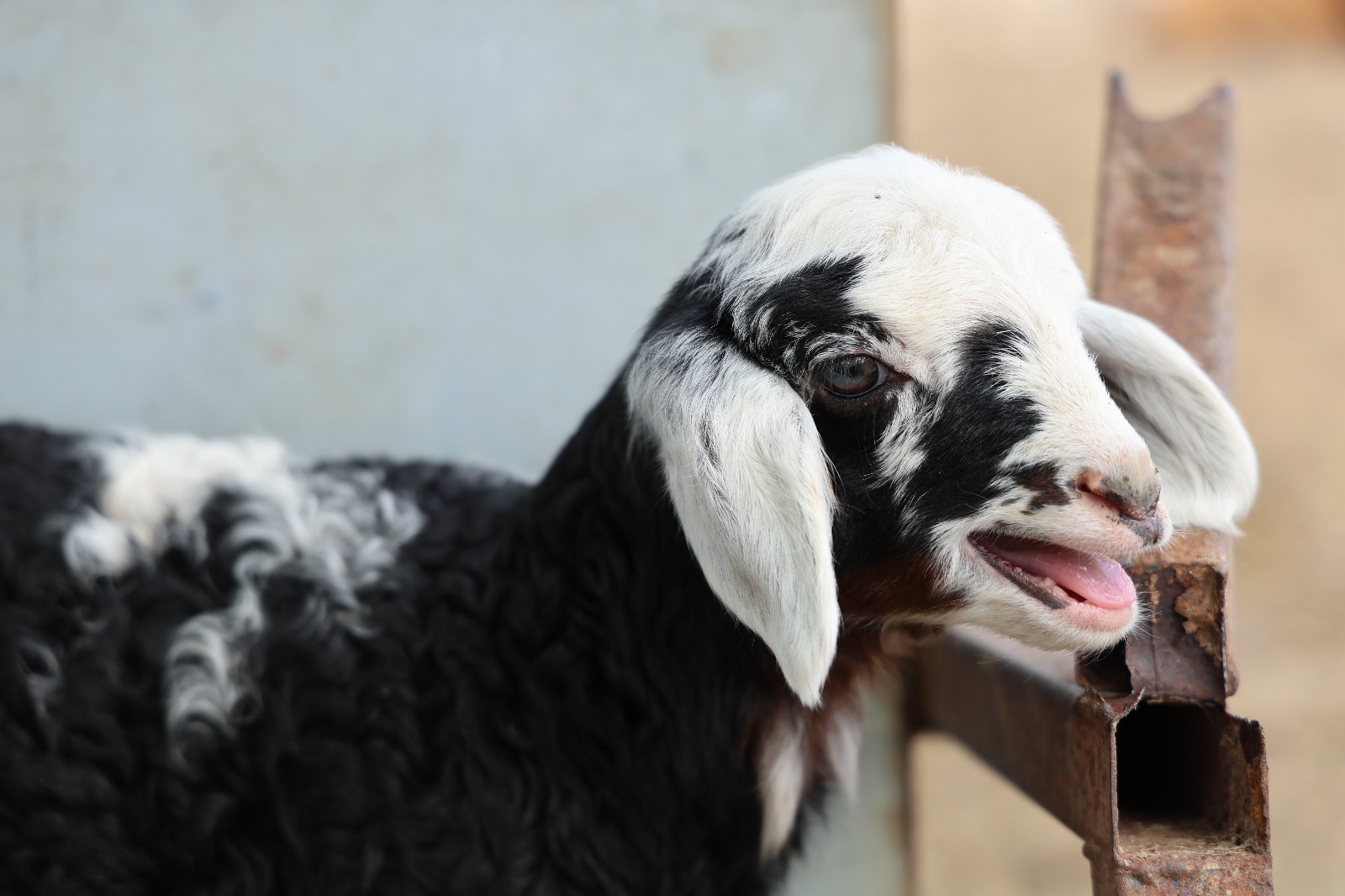 Whatsapp Görsel 2025 05 23 Saat 15.58.51 D1633729