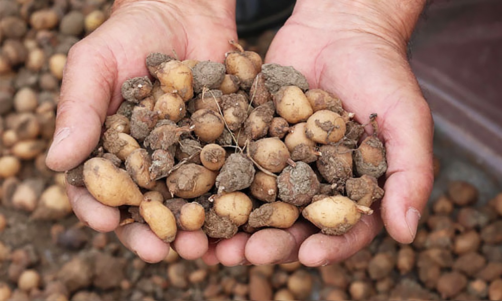 9.6.2020 Karadeniz De Salep Devrimi Basladi