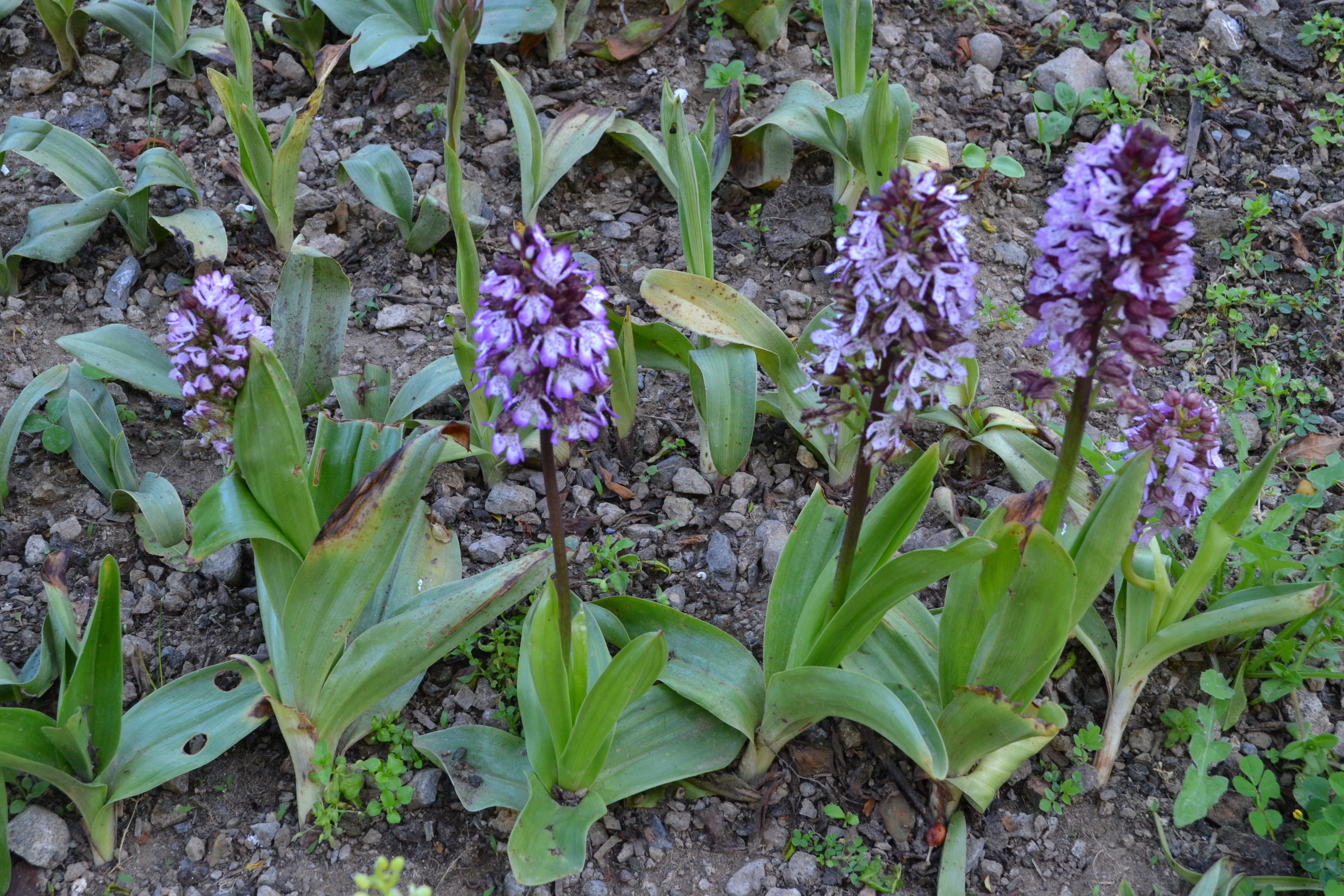 Dsc 6430 34 Y3 H Nkt G7