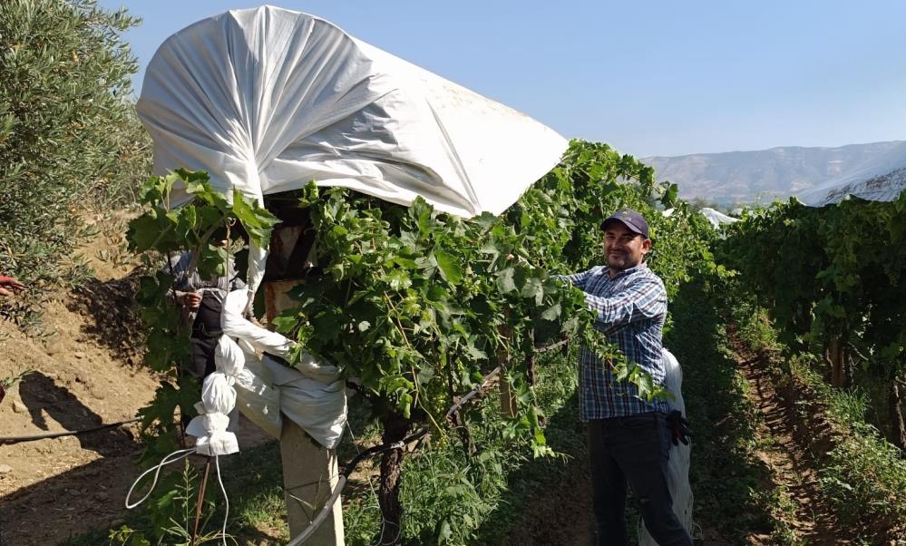 Sarıgöl Üzüm (1)