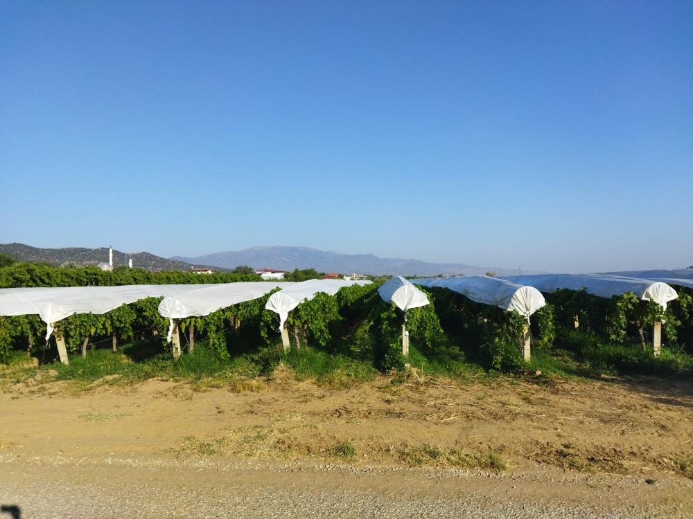 Sarıgöl Üzüm (3)
