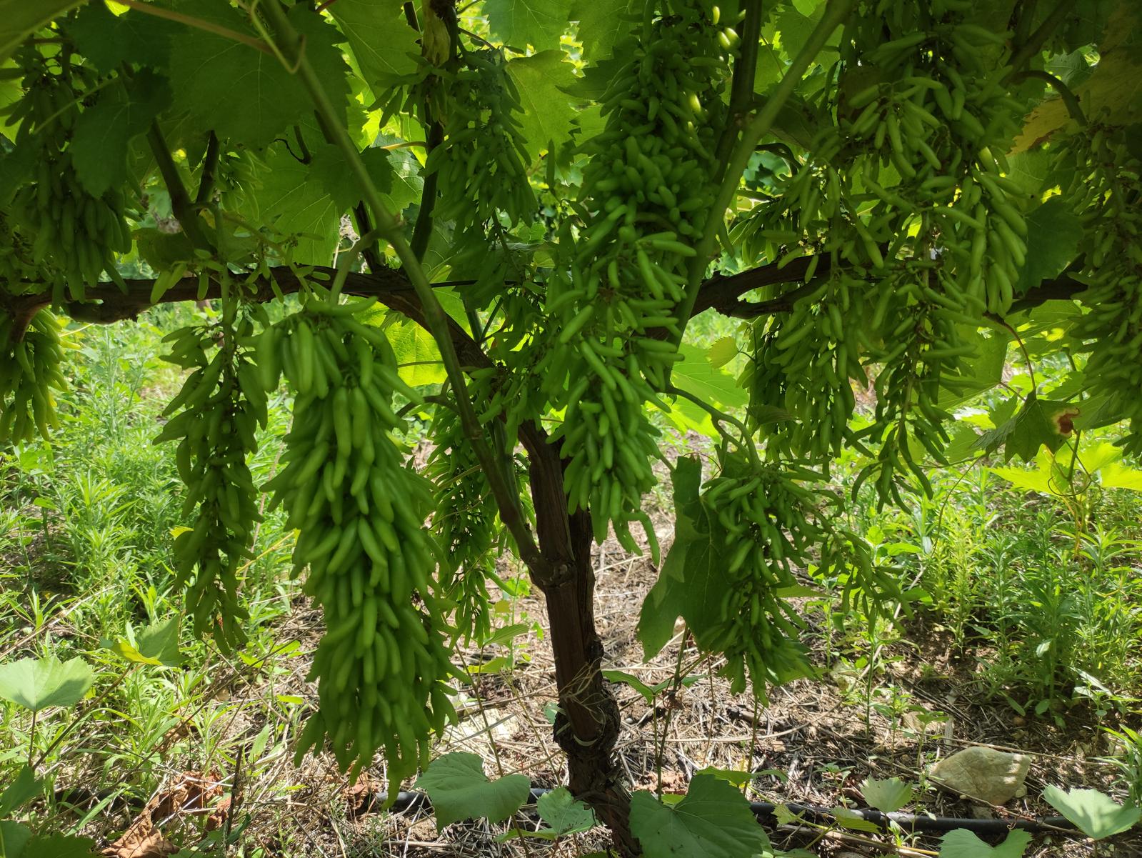 0Bd17D4B 70D1 4746 B16A 258Cdba7118D