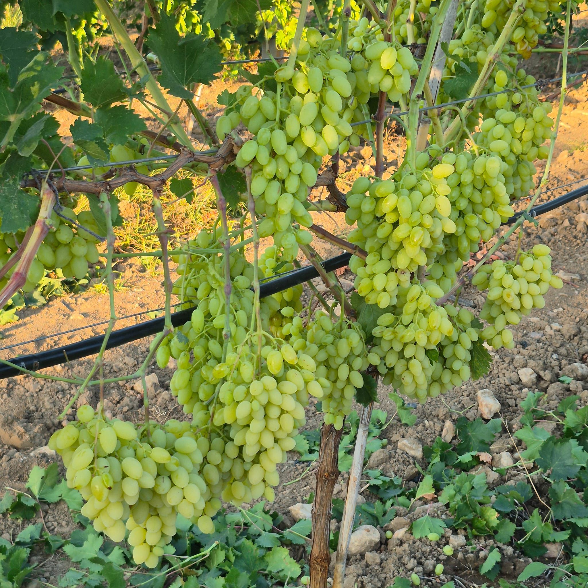 1Fea9Ab7 D93E 4Ac8 B6C8 58F193F2F649