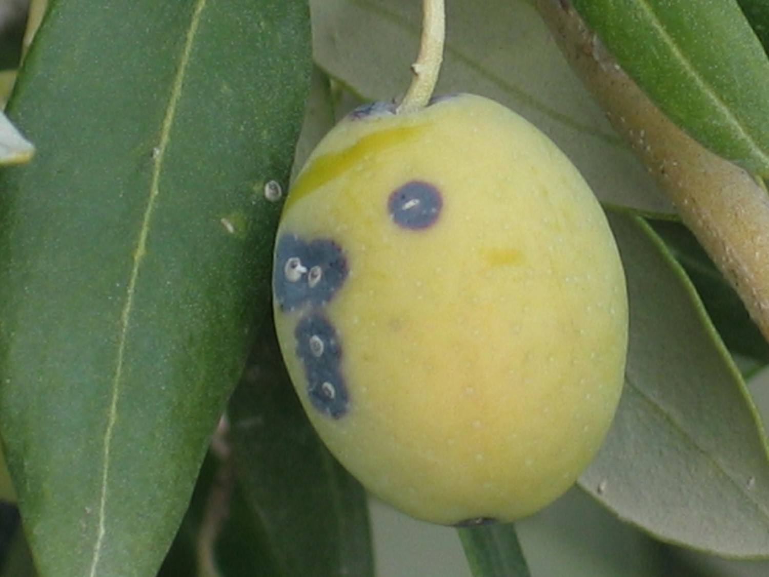 521351092 1172530671558486 8030470828371500233 N