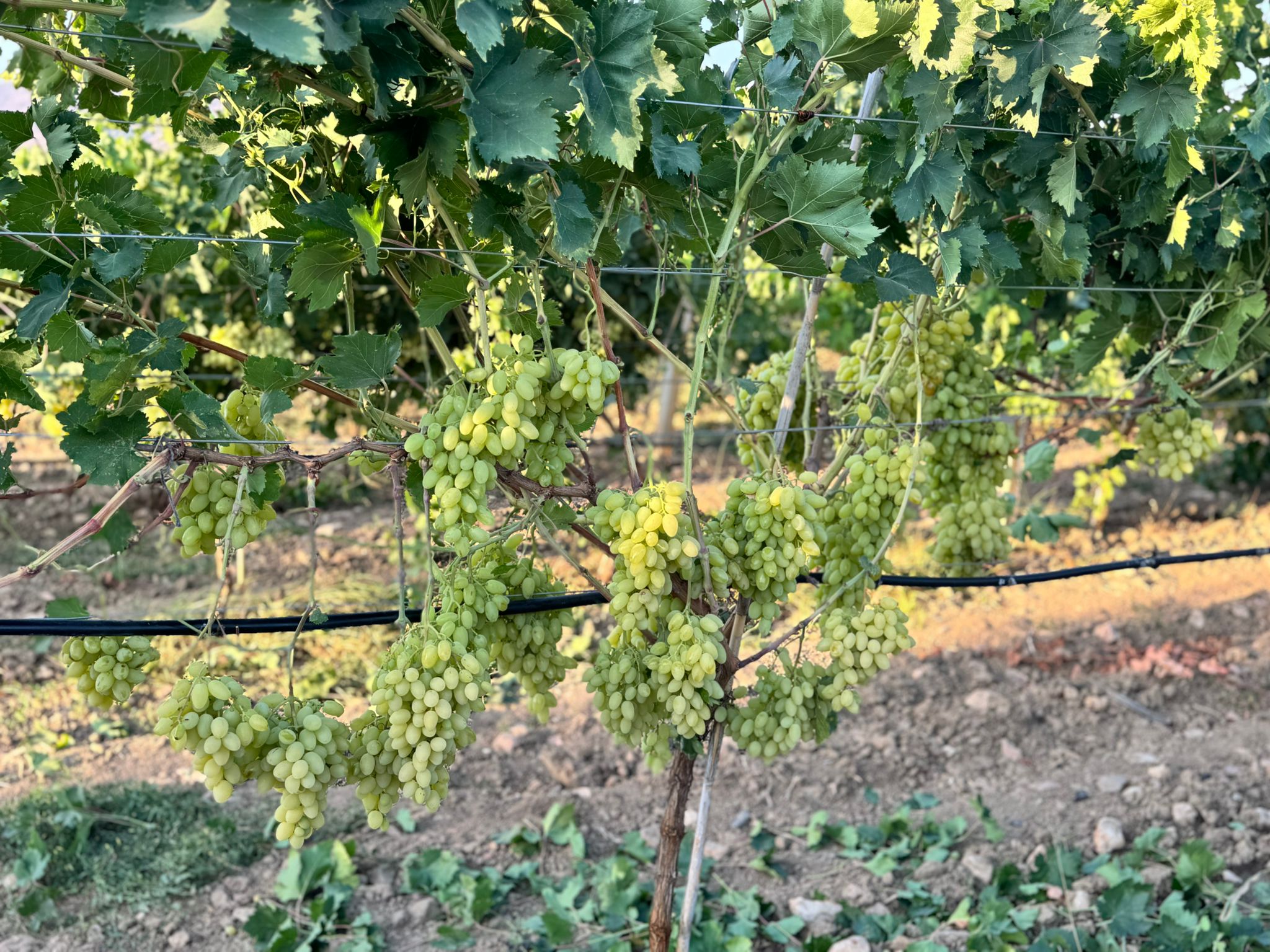 798610Bc 7322 4123 910D F96502F1376E