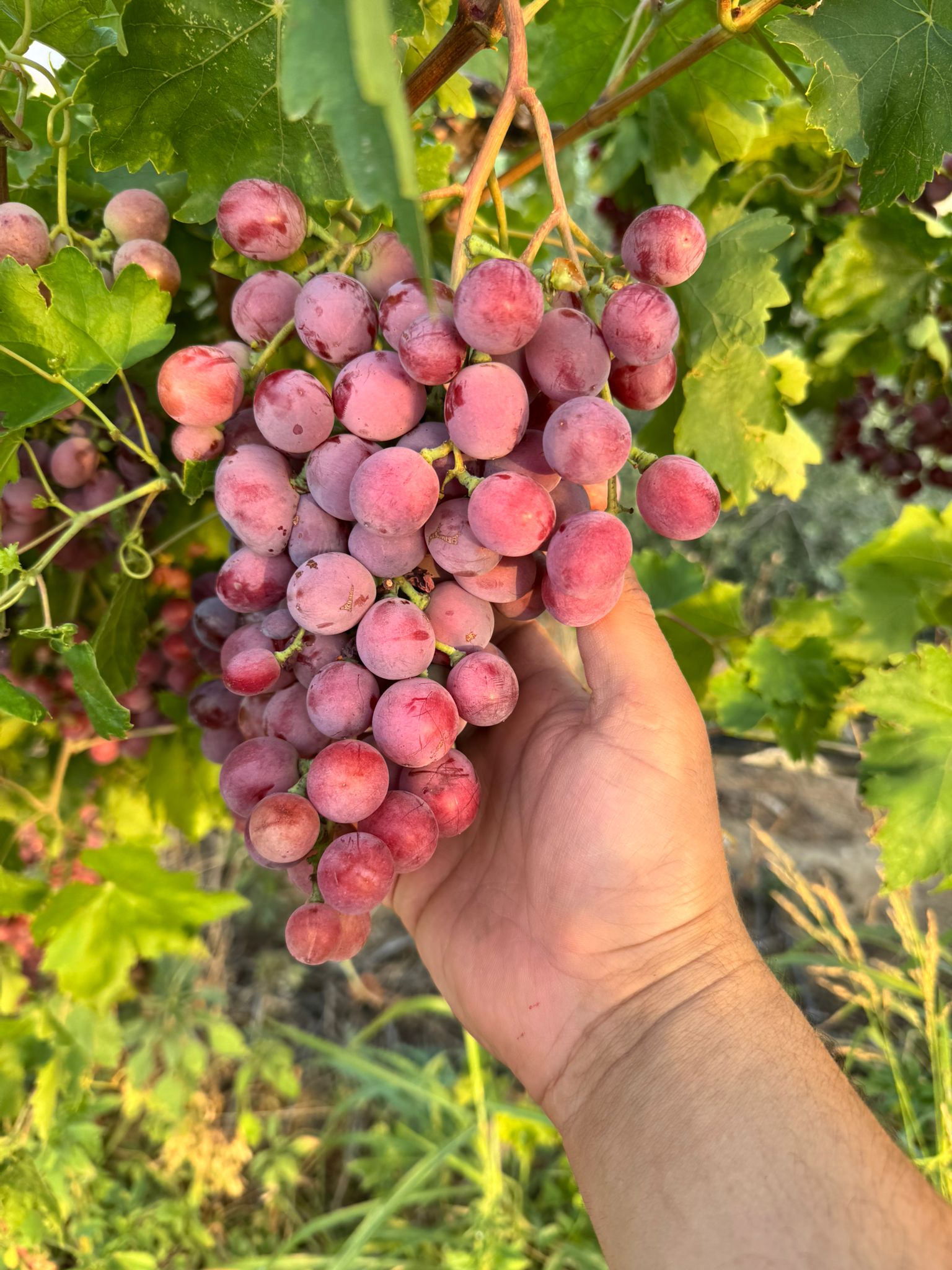 9F6Bc16C 1E47 42Cd Af65 764504B0F55F