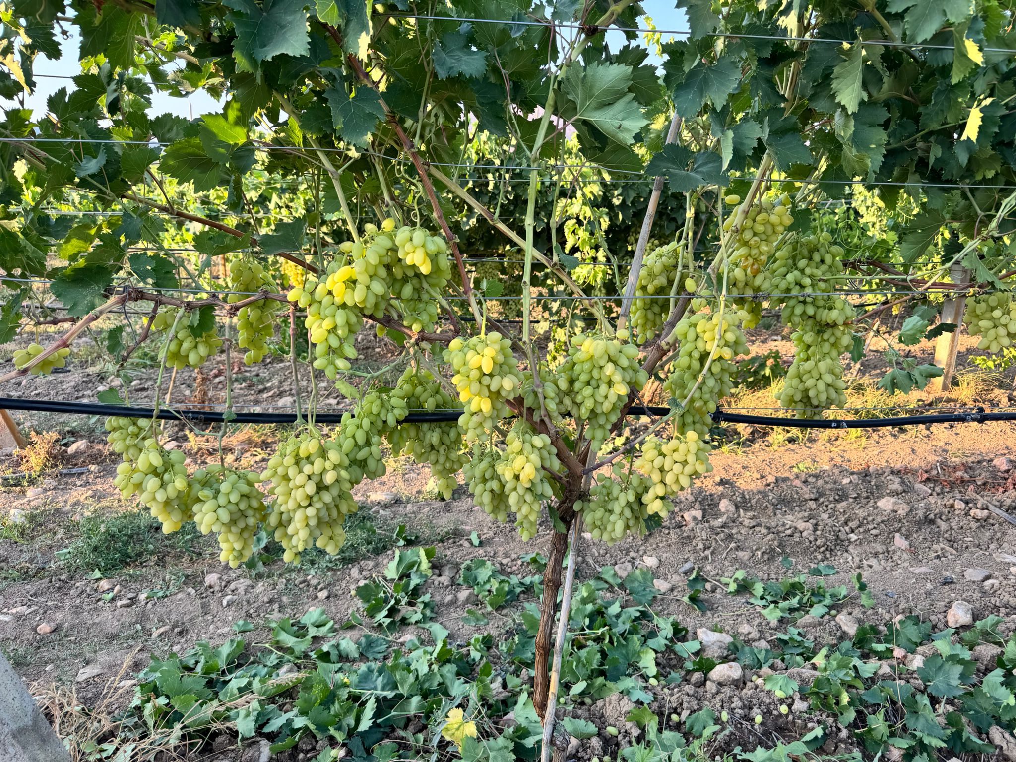 A0C3C870 Dbc9 4Dc4 8177 9D2C77C58F5A