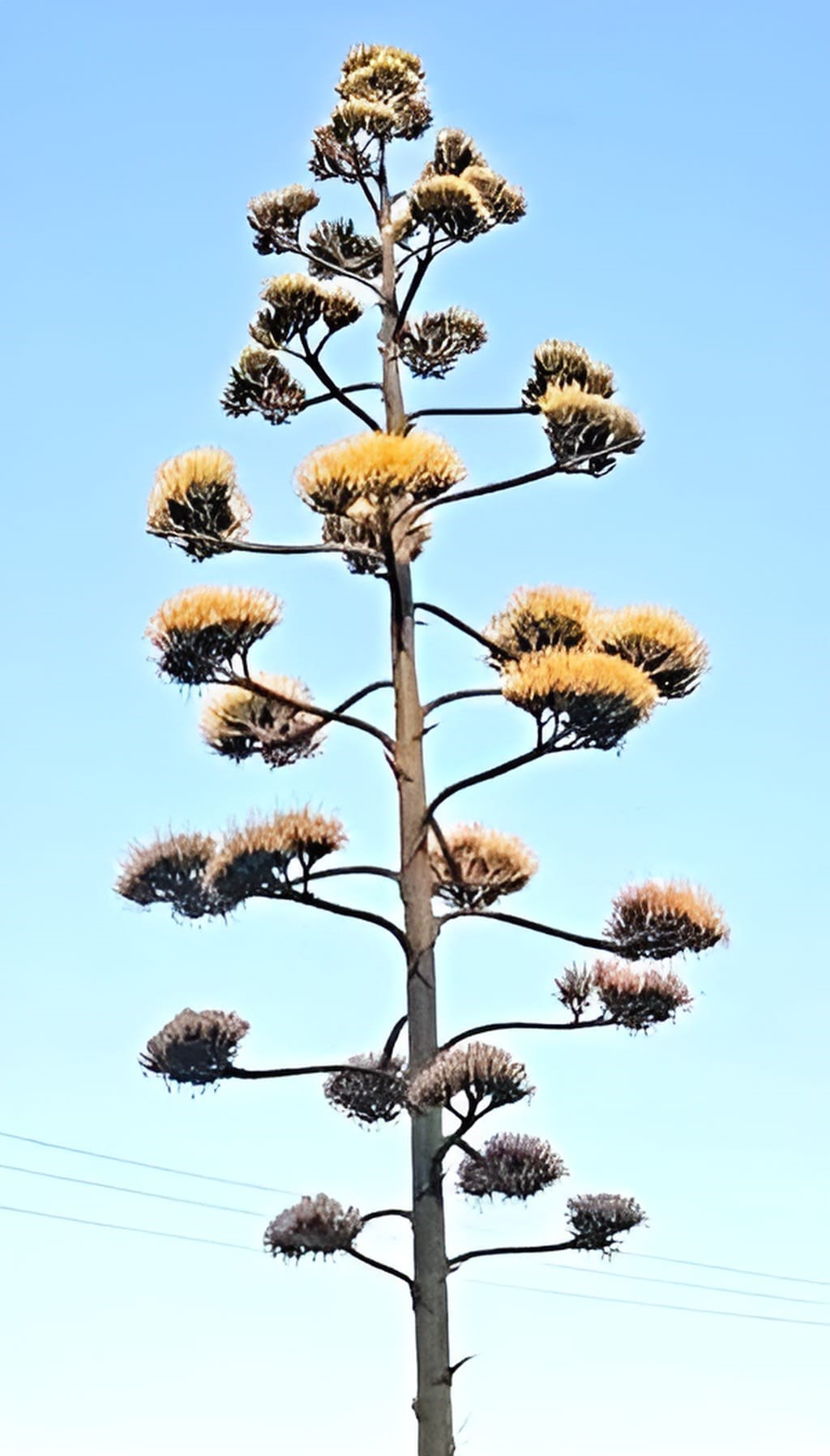 Agave Omrunde Bir Kez Cicek Acan Bitki