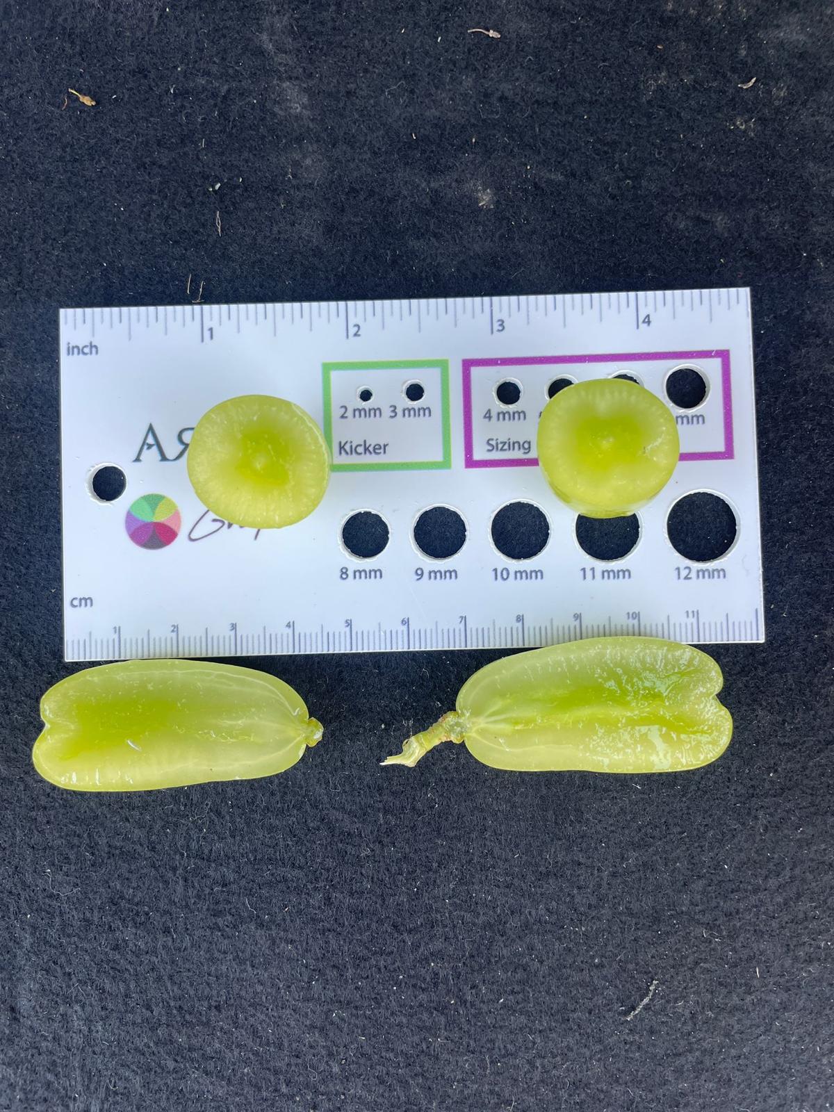 C53F03Dd Db77 4918 B45C Ed44F5604085