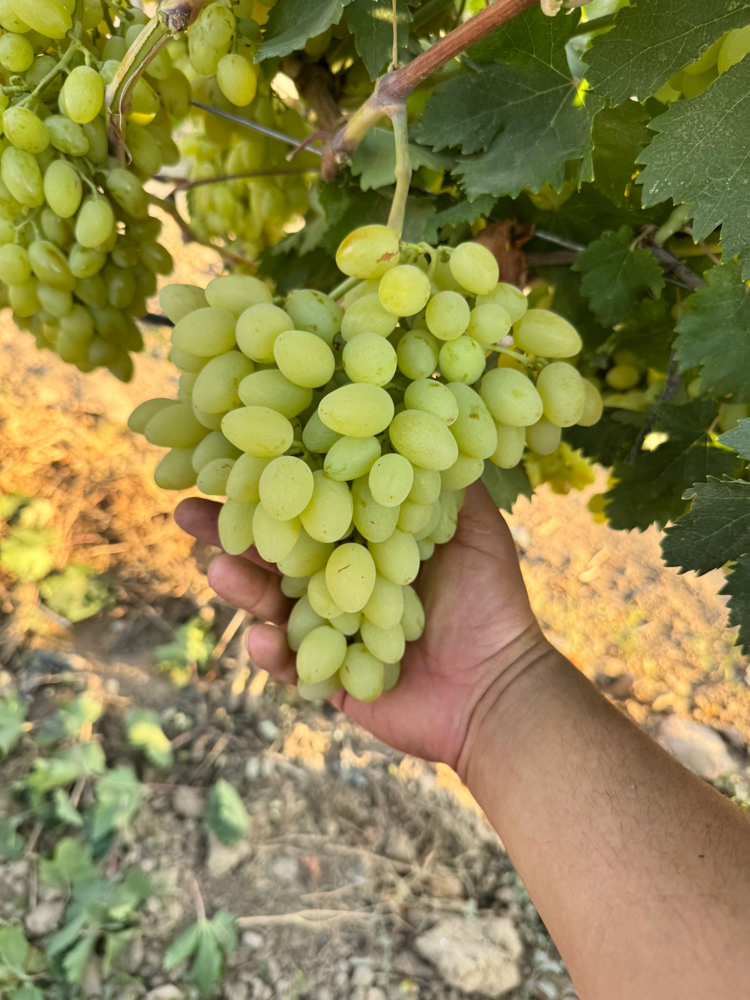 De7B1214 1Efc 4474 Be14 C37Db9A04413