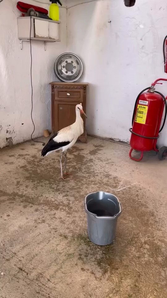 Leylege Yardim 499116 02