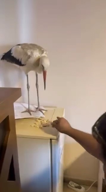 Leylege Yardim 499116 04