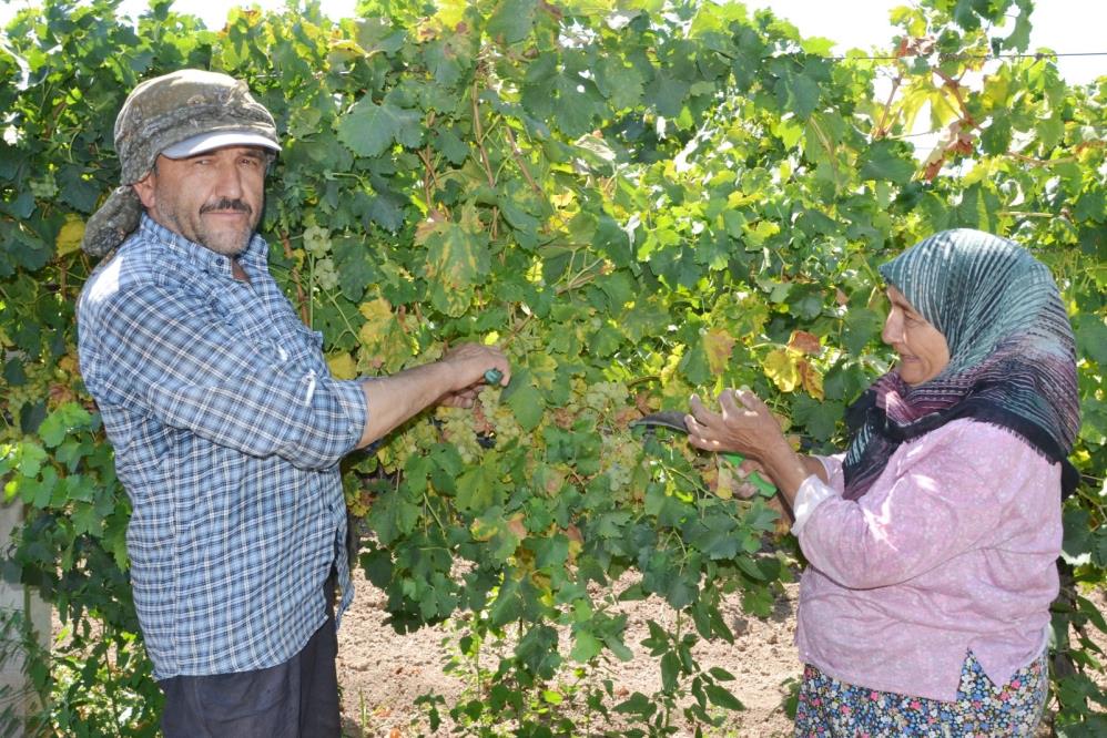 Manisa Erkenci Üzüm (1)