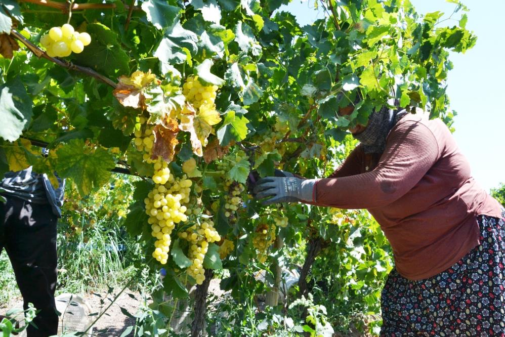 Manisa Erkenci Üzüm (2)