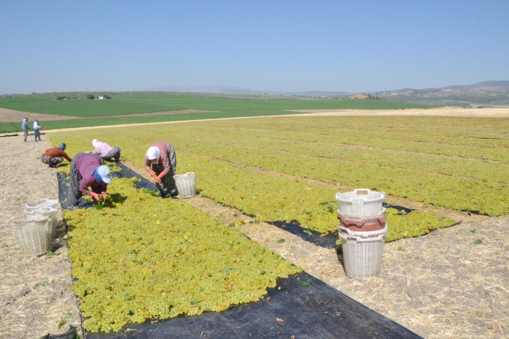 Manisa Erkenci Üzüm (5)