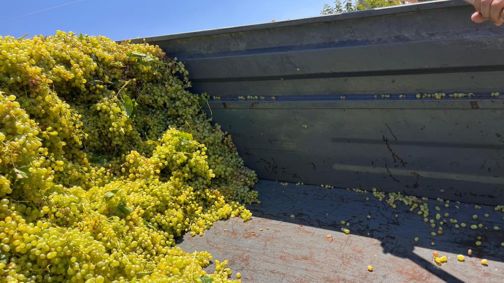 Manisa Şaraplık Üzüm (3)