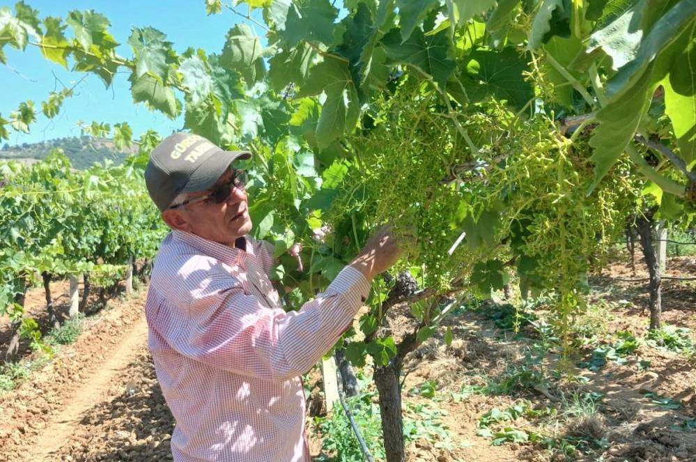 Manisalı Çiftçi Tilki (3)