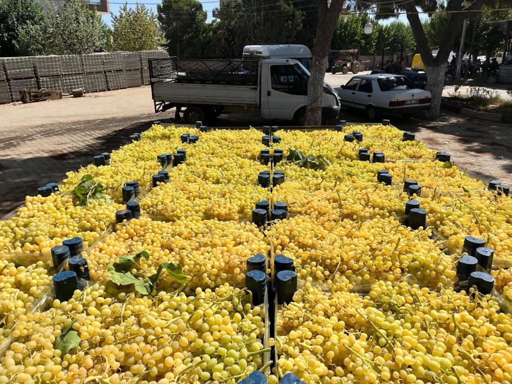 Sultaniye Üzüm (1)