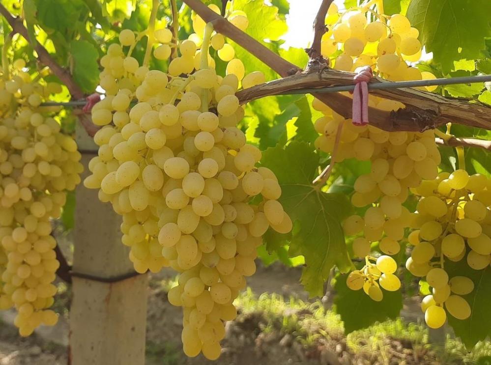 Sultaniye Üzüm (2)