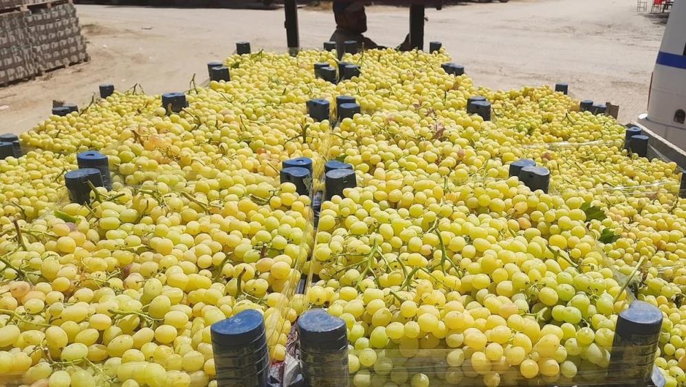 Sultaniye Üzüm (3)