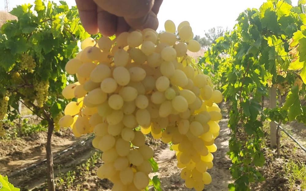 Sultaniye Üzüm (4)