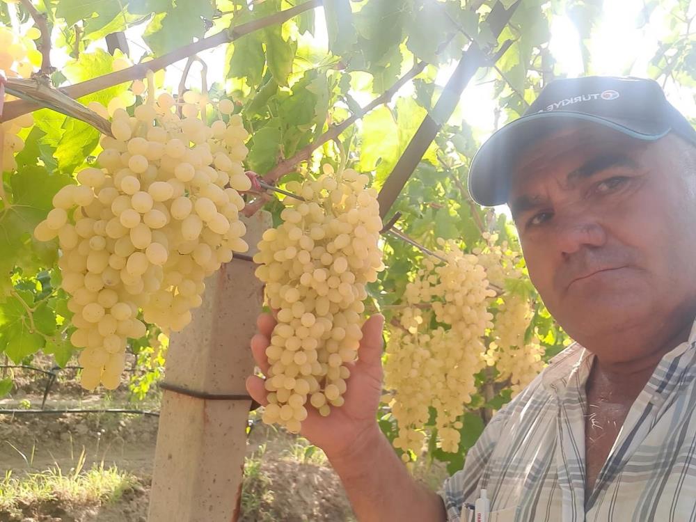 Sultaniye Üzüm (5)