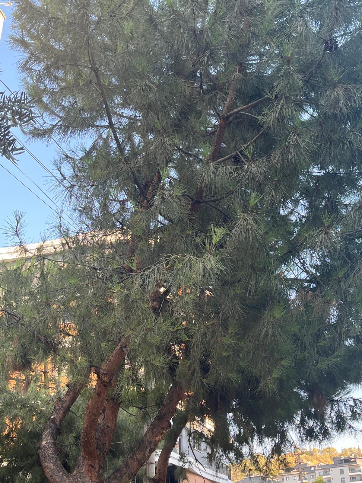 2642B01C 05C2 4D26 A47A F1034Ef9C532