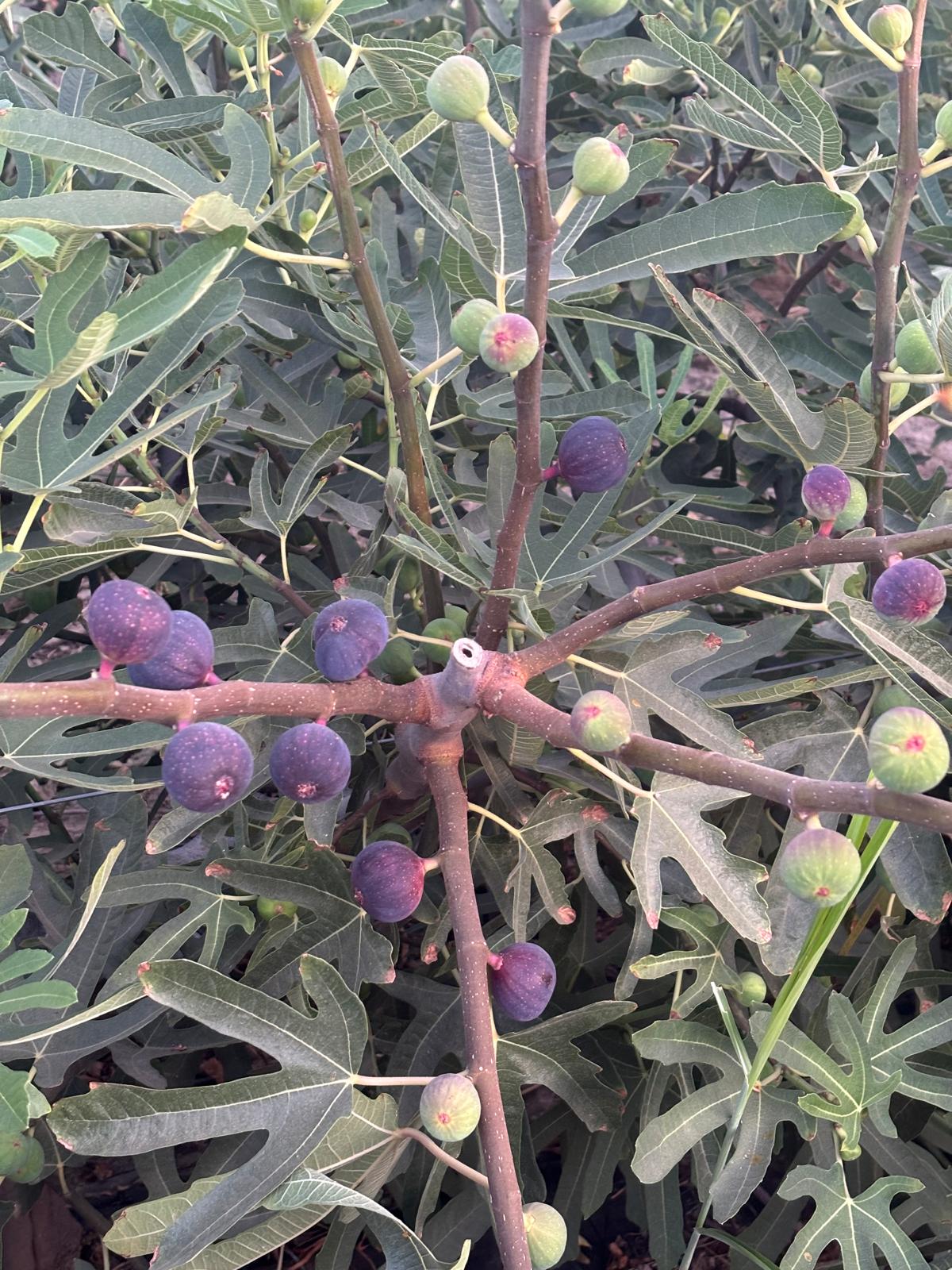 2795A261 Feb9 4C81 A237 F566Cea820Fb