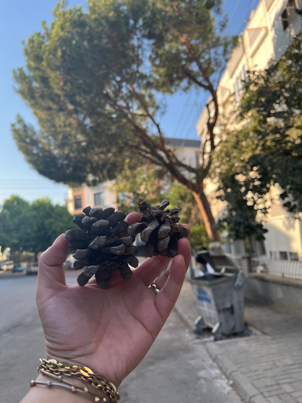 409D0B33 D22F 4F5E 8Fb9 D84Afe364F43