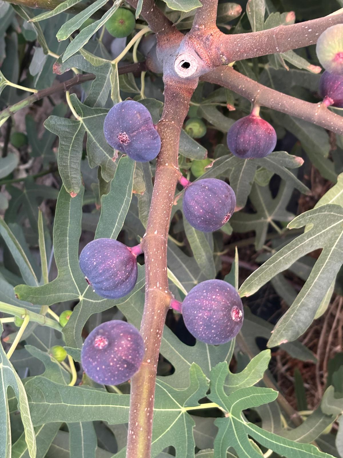 7C23388C E492 41Db 804B A658Ae4Ea148-1