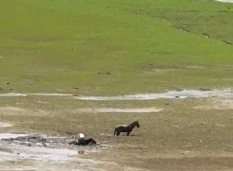 Alaşehir Katır (2)