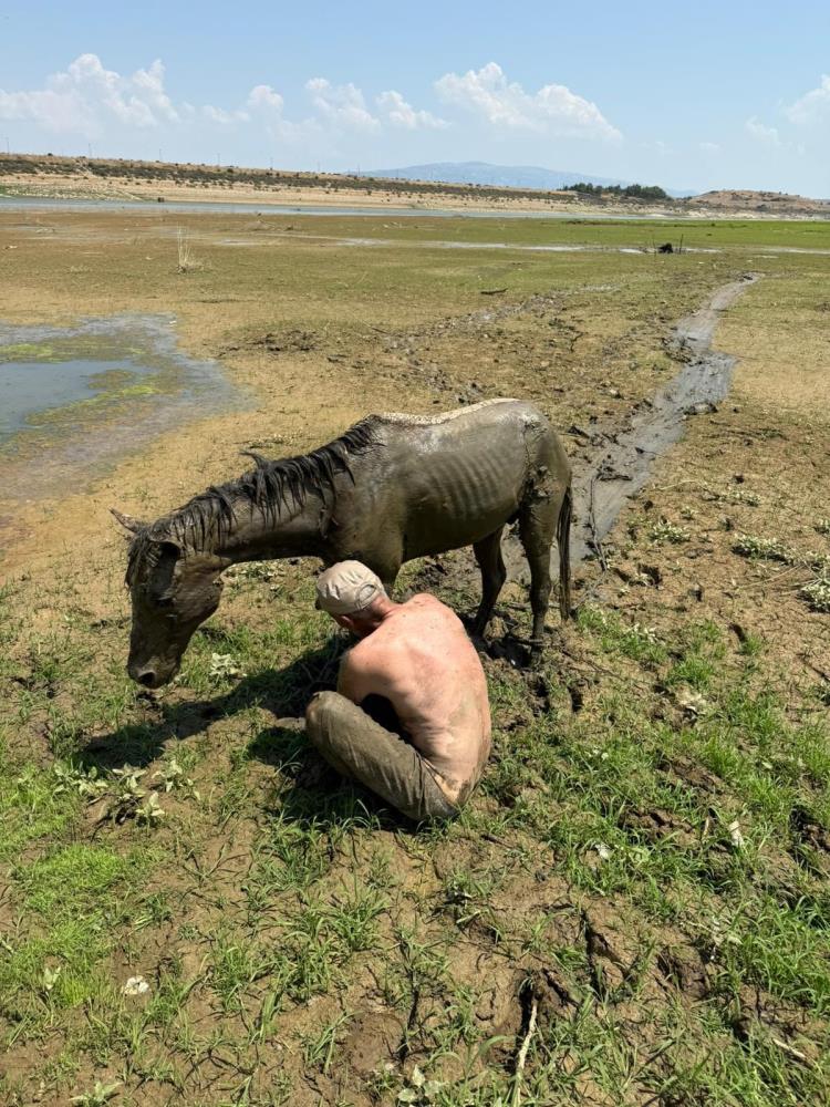 Alaşehir Katır (4)