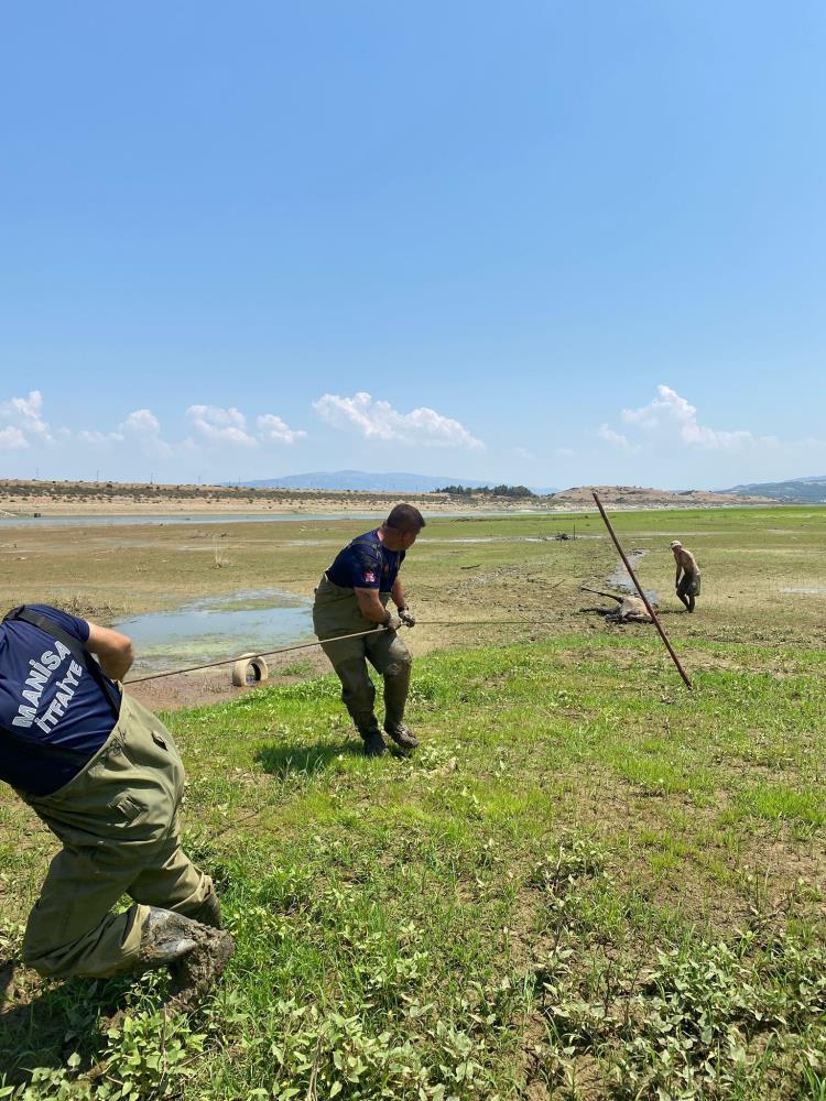 Alaşehir Katır (6)