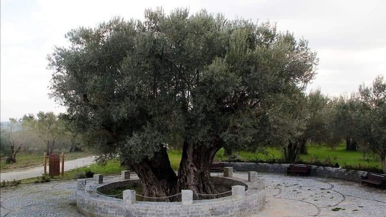 Anıt Zeytin Ağacı