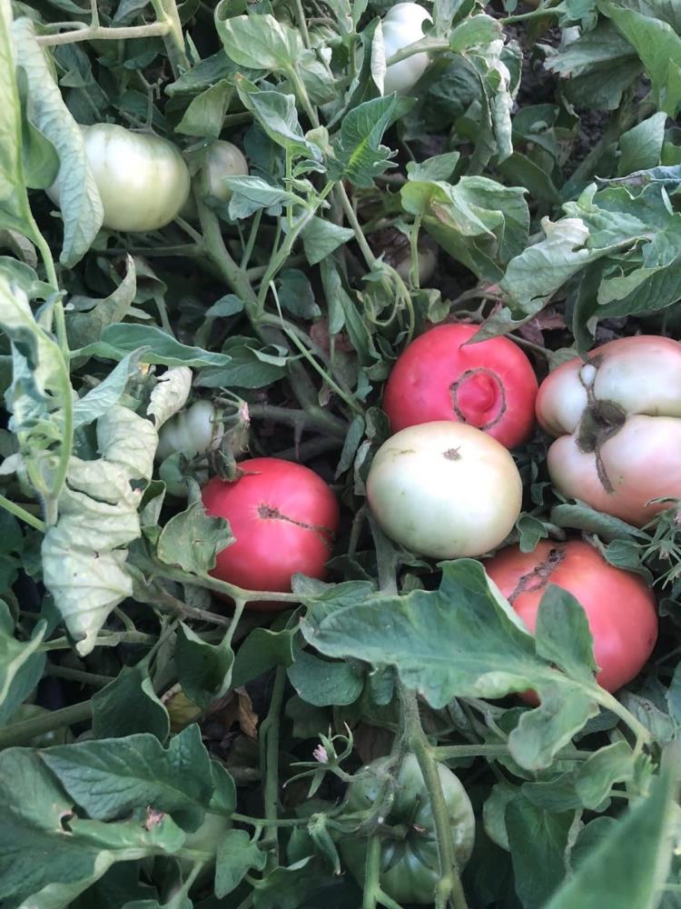 Ata Tohumu Domates (2)