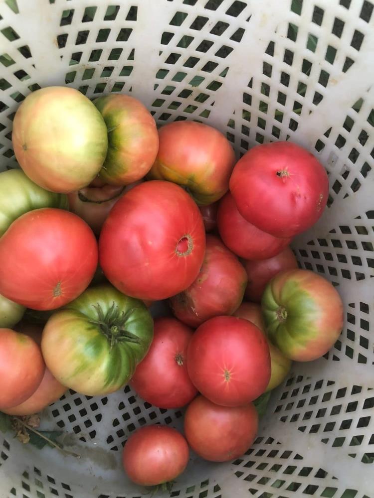 Ata Tohumu Domates (3)