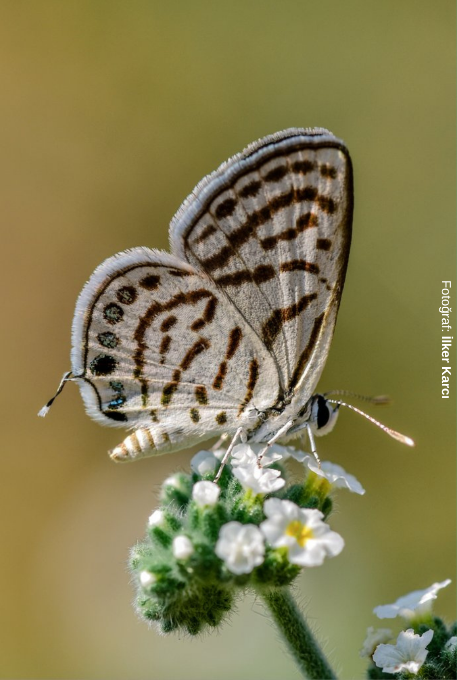 Balkan Kaplani Salihli-1