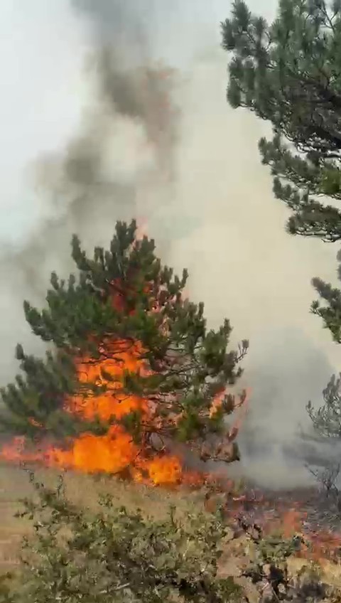 Bolu Orman Yangını (1)