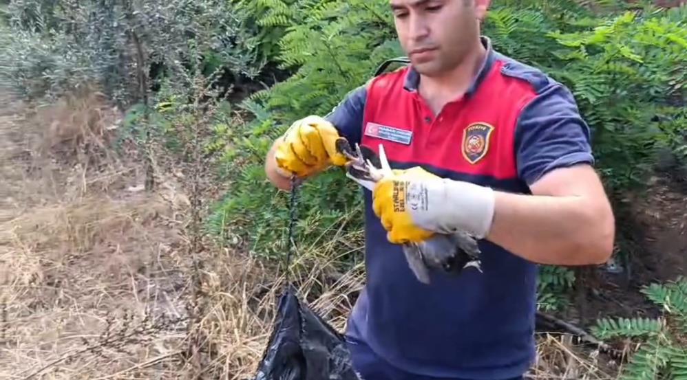 Hatay Itfaiye Kuş (3)