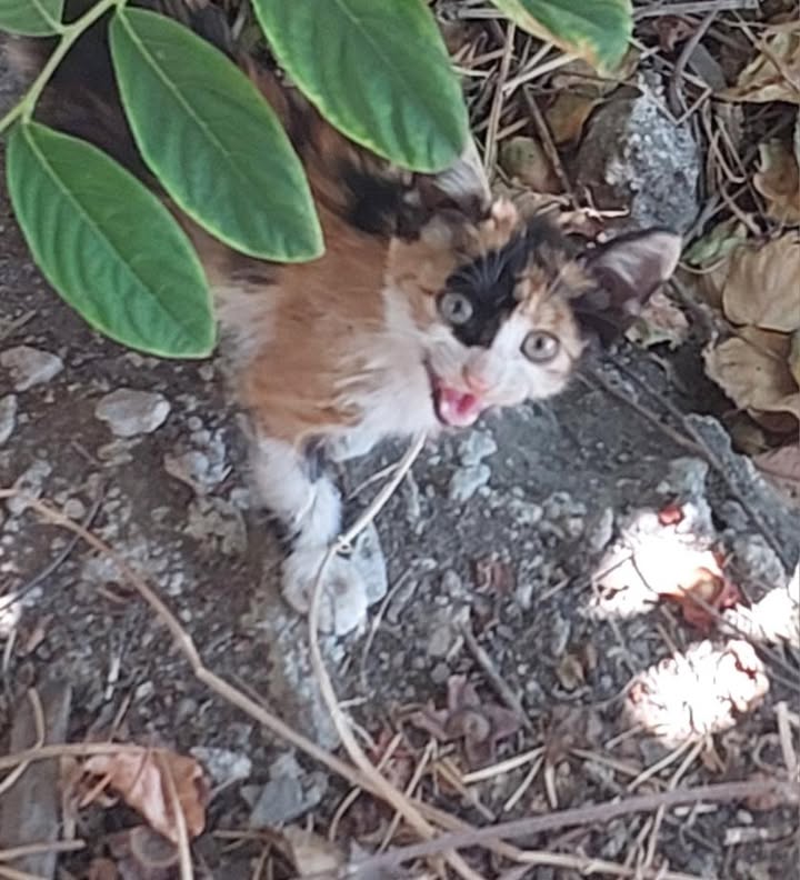 Whatsapp Image 2025 08 12 At 15.27.38