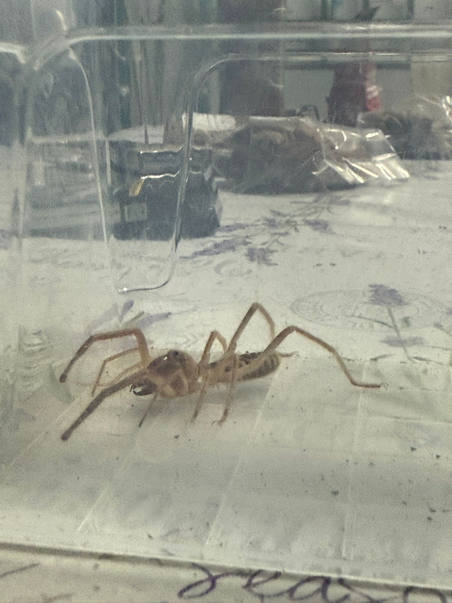 12Eeadf3 F4F2 44A7 Bfc8 34B419C38B6A