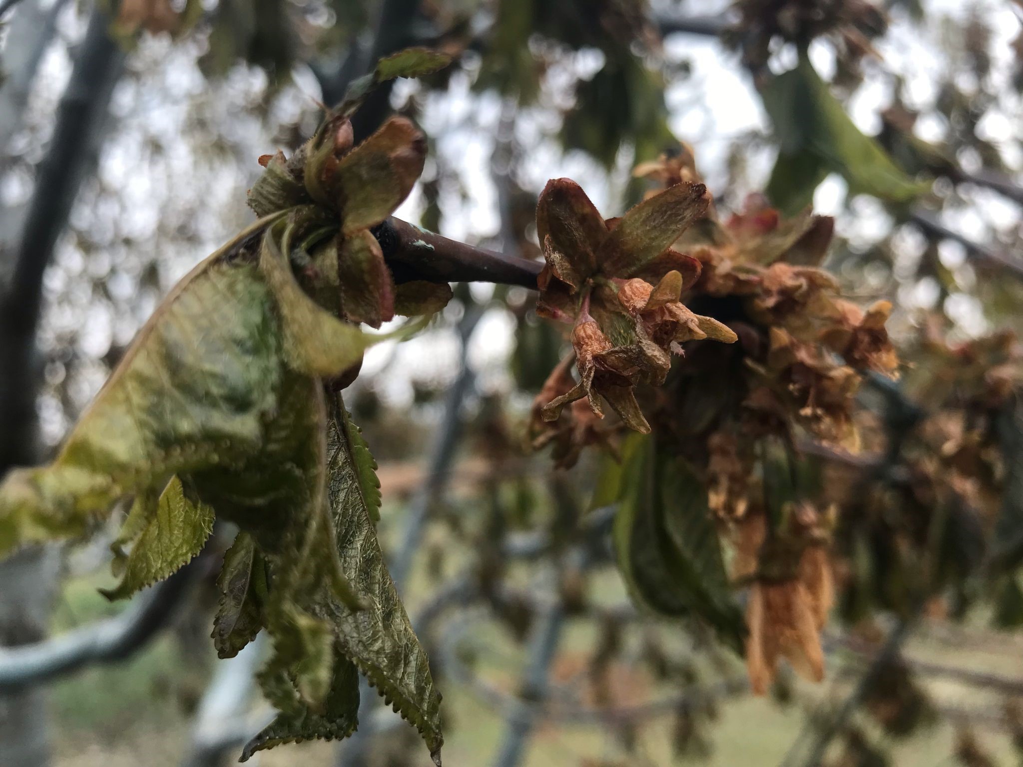 497545831 1254827076646044 357478454029168588 N