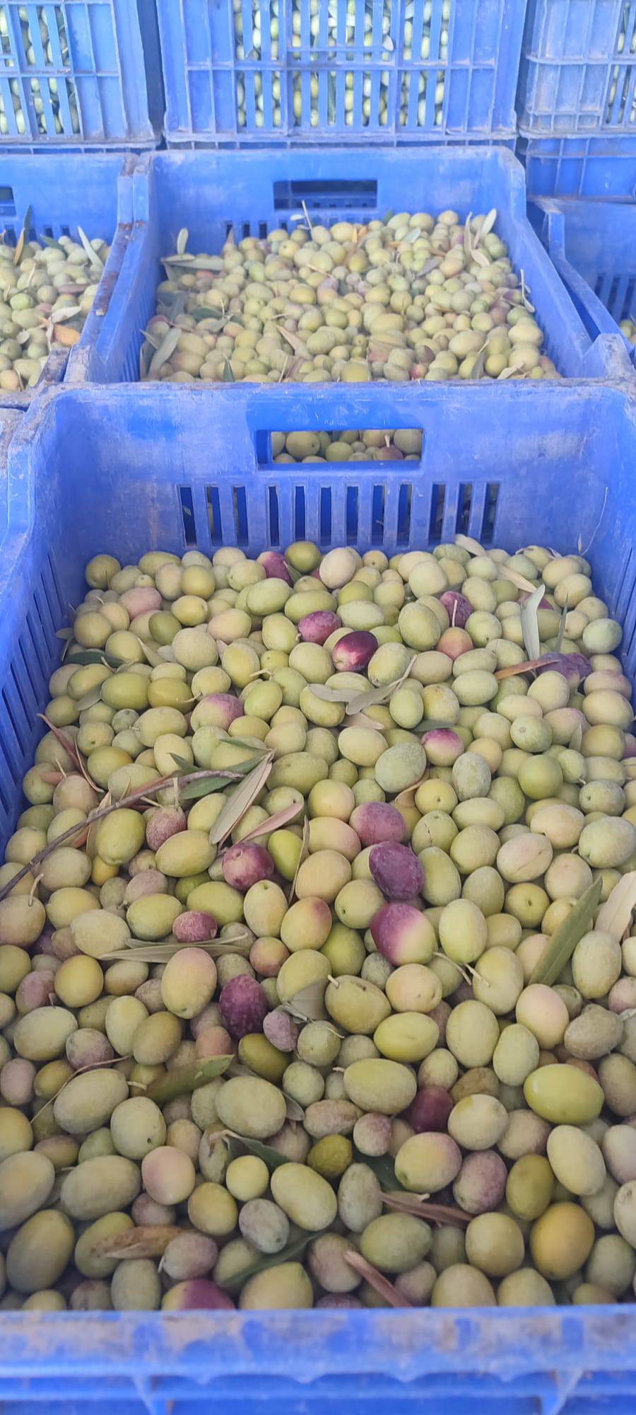 552437698 1225886879556198 4228494284196139914 N