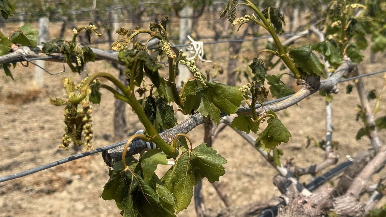 A A 20250410 37590281 37590280 M A N I S A D A T A R I M A L A N L A R I Z I R A I D O N N E D E N I Y L E Z A R A R G O R D U