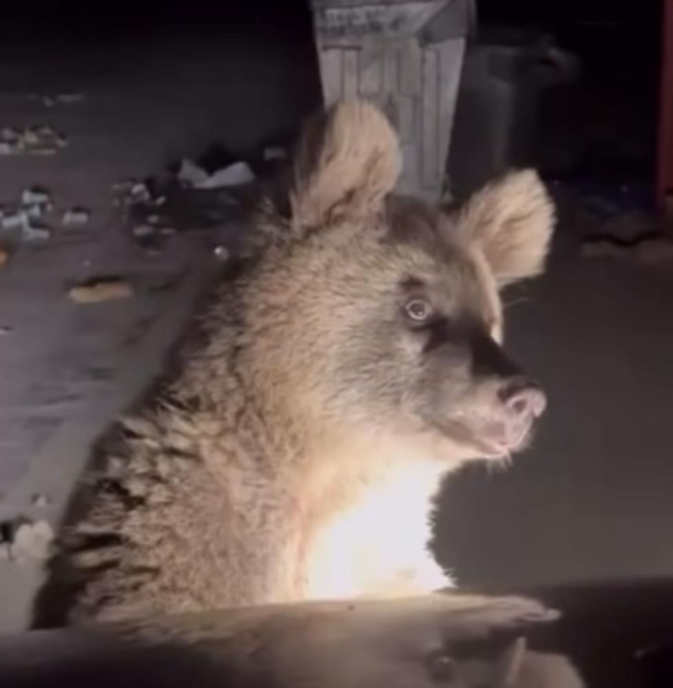 Anne Ayi Ve Yavrulari Gezinti Yapan Vatandaslari Sasirtti (2)