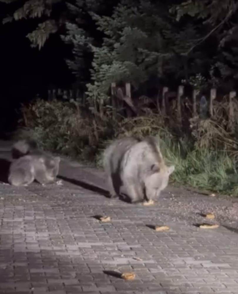 Anne Ayi Ve Yavrulari Gezinti Yapan Vatandaslari Sasirtti (4)