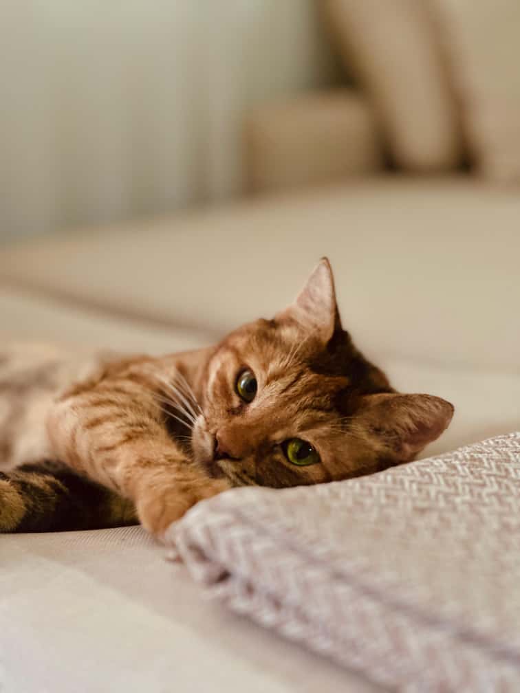 Bir Tirnagimiz Kadar Sevgi Bir Tas Kadar Aci